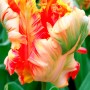 Apricot-Parrot