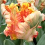 Parrot Tulip,Parrot King, Orange