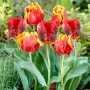BrightParrot_1