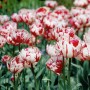 Tulipa Carnaval de Nice