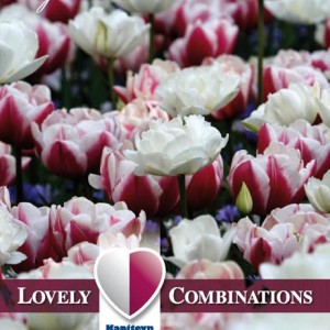 Combi Tulip Double Red & White