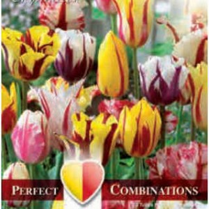Combi Tulip Fireworks