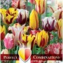 Combi Tulip Fireworks