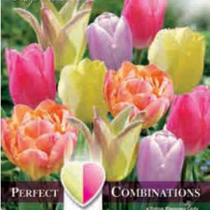 Combi Tulip Soft Tones