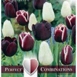 Combi Tulip Triumph Black Blend