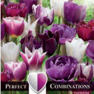 Combi Tulip Violet & White Blend