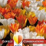 Combi Tulip White,Yellow & Orange