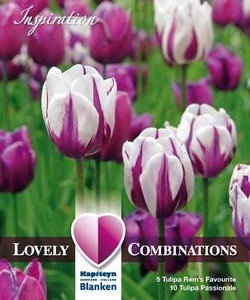 Combi_Tulip_Purple_&_White Combi_Tulip_Purple_&_White