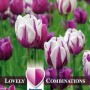 Combi_Tulip_Purple_&_White