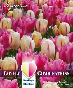 Combi_Tulip_Triumph_Pink_&_White Combi_Tulip_Triumph_Pink_&_White