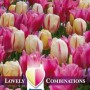 Combi_Tulip_Triumph_Pink_&_White