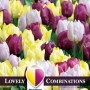 Combi_Tulip_Yellow,Purple_&_Lilac