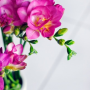 Double-pink1