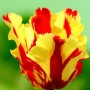 Flaming_Parrot