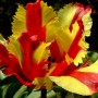 Flaming_Parrot1