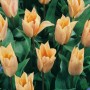 Tulipa greigii 'Fur Elise'