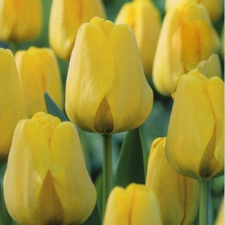 Тюльпан Golden Apeldoorn
