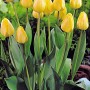 Golden-apeldoorn1
