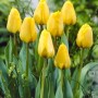 Tulipa Golden Apeldoorn