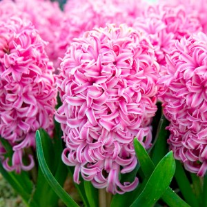Hyacinth Pink Pearl1