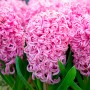 Hyacinth Pink Pearl1