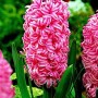 Hyacinth Pink Pearl2