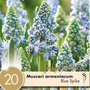 Muscari Armeniacum Blue Spike