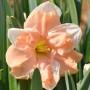 Nartsiss-Apricot-Whirl