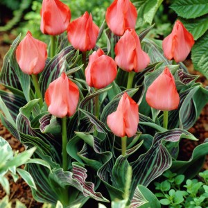 Tulipa Oratorio Tulipa Oratorio