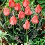 Tulipa Oratorio