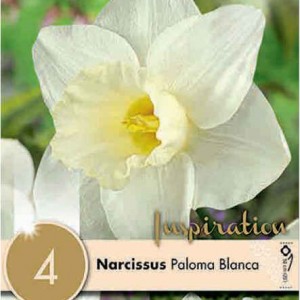 Paloma Blanca Paloma Blanca
