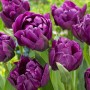 Purple Peony1