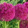 Purple-Sensation1