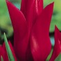 Red Shine