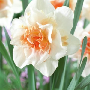 Narcissus Replete