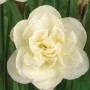 Rose of May