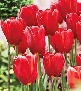Sky-High-Scarlet-Tulip