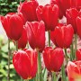 Sky-High-Scarlet-Tulip