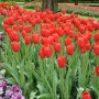 Sky-High-Scarlet-Tulip1