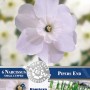 Small Cupped Pipers End