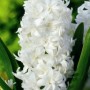 Snow Crystal