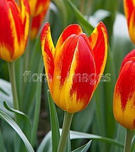 TULIPA SPANISH FLAG