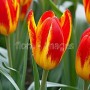 TULIPA SPANISH FLAG