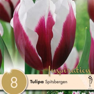 Spitsbergen