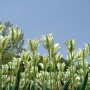 Spring_Green1