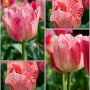 TULIPA-HEMISPHERE