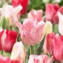 TULIPA-HEMISPHERE1