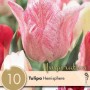 TULIPA-HEMISPHERE4