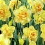 Narcissus Tahiti