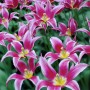 Tulipa Maytime